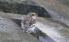 Snow Bunting at Roper's farm (Jeff Delve) (58745 bytes)