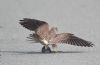 Kestrel at Gunners Park (Andrew Armstrong) (56168 bytes)