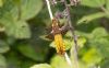 Broad-bodied Chaser at Bowers Marsh (RSPB) (Jeff Delve) (51761 bytes)