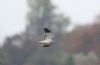 Hen Harrier at Wallasea Island (RSPB) (Paul Griggs) (33594 bytes) Hen Harrier at Wallasea Island (RSPB) (Paul Griggs) (33594 bytes)