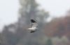 Hen Harrier at Wallasea Island (RSPB) (Paul Griggs) (33594 bytes)