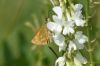 Large Skipper at West Canvey Marsh (RSPB) (Richard Howard) (49056 bytes)