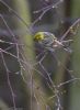 Serin at Canewdon (Jeff Delve) (47090 bytes)