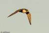Peregrine Falcon at Wallasea Island (RSPB) (Jeff Delve) (20653 bytes) Peregrine Falcon at Wallasea Island (RSPB) (Jeff Delve) (20653 bytes)