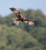 Marsh Harrier at Lower Raypits (Jeff Delve) (41751 bytes)