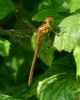 Common Darter at Bowers Marsh (RSPB) (Graham Oakes) (78376 bytes)