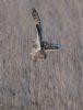 Short-eared Owl at Wallasea Island (RSPB) (Jeff Delve) (66222 bytes)