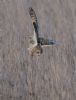 Short-eared Owl at Wallasea Island (RSPB) (Jeff Delve) (66222 bytes) Short-eared Owl at Wallasea Island (RSPB) (Jeff Delve) (66222 bytes)
