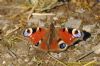 Peacock Butterfly at Magnolia NR, Hawkwell (Richard Howard) (160238 bytes)