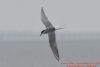 Common Tern at Canvey Point (Richard Howard) (23474 bytes)