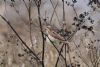 Wryneck at Gunners Park (Mike Bailey) (77480 bytes) Wryneck at Gunners Park (Mike Bailey) (77480 bytes)