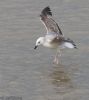 Caspian Gull at Hullbridge (Jeff Delve) (61353 bytes)