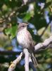 Spotted Flycatcher at Canvey Wick (Tim Bourne) (65392 bytes)