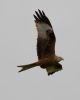 Red Kite at Canvey Wick (Gordon Appleton) (21195 bytes)