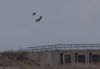 Osprey at Wallasea Island (RSPB) (Jeff Delve) (33883 bytes)