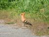 Hoopoe at West Canvey Marsh (RSPB) (Matt Bruty) (107406 bytes)