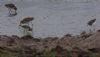 Pectoral Sandpiper at Lower Raypits (Jeff Delve) (49015 bytes) Pectoral Sandpiper at Lower Raypits (Jeff Delve) (49015 bytes)