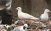 Herring Gull at Private site with no public access (Steve Arlow) (54598 bytes)