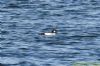 Goldeneye at Paglesham Lagoon (Richard Howard) (97501 bytes)