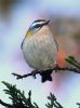 Firecrest at Thundersley Glen (Graham Oakes) (54373 bytes) Firecrest at Thundersley Glen (Graham Oakes) (54373 bytes)