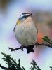 Firecrest at Thundersley Glen (Graham Oakes) (54373 bytes)