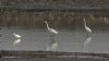 Great White Egret at Hullbridge (Steve Arlow) (63777 bytes)