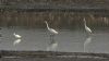 Great White Egret at Hullbridge (Steve Arlow) (63777 bytes) Great White Egret at Hullbridge (Steve Arlow) (63777 bytes)