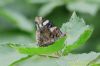 Red Admiral at Belfairs N.R. (Richard Howard) (87465 bytes)