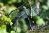 Southern Migrant Hawker at Canvey Way (Richard Howard) (69347 bytes)