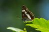 White Admiral at Belfairs N.R. (Richard Howard) (43902 bytes)