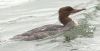 Goosander at Hullbridge (Martin Cracknell) (55410 bytes)