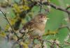 Grasshopper Warbler at West Canvey Marsh (RSPB) (Vince Kinsler) (68072 bytes)