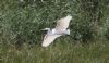 Great White Egret at Bowers Marsh (RSPB) (Steve Arlow) (72150 bytes) Great White Egret at Bowers Marsh (RSPB) (Steve Arlow) (72150 bytes)