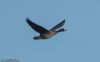 White-fronted Goose at Wallasea Island (RSPB) (Jeff Delve) (14396 bytes) White-fronted Goose at Wallasea Island (RSPB) (Jeff Delve) (14396 bytes)