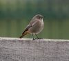 Black Redstart at Gunners Park (Vince Kinsler) (90796 bytes)