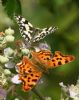 Comma at Bowers Marsh (RSPB) (Graham Oakes) (76487 bytes)