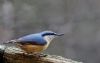 Nuthatch at Pound Wood (Tim Bourne) (39074 bytes)