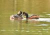 Black-necked Grebe at Bowers Marsh (RSPB) (Graham Oakes) (69054 bytes) Black-necked Grebe at Bowers Marsh (RSPB) (Graham Oakes) (69054 bytes)