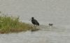Glossy Ibis at Wat Tyler Country Park (Steve Arlow) (104063 bytes) Glossy Ibis at Wat Tyler Country Park (Steve Arlow) (104063 bytes)