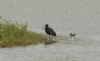 Glossy Ibis at Wat Tyler Country Park (Steve Arlow) (104063 bytes)