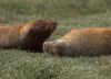 Common Seal at River Roach (Graham Mee) (79843 bytes)