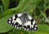 Marbled White at Canvey Way (Richard Howard) (65805 bytes)