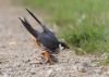 Hobby at Wallasea Island (RSPB) (Jeff Delve) (62622 bytes)