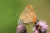 White-letter Hairstreak at Benfleet Downs (Richard Howard) (61802 bytes)