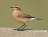 Wheatear at Tewkes Creek (Graham Oakes) (50973 bytes)