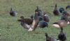 Black Brant at Wallasea Island (RSPB) (Jeff Delve) (62157 bytes) Black Brant at Wallasea Island (RSPB) (Jeff Delve) (62157 bytes)