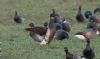 Black Brant at Wallasea Island (RSPB) (Jeff Delve) (62157 bytes)