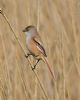 Bearded Tit at Bowers Marsh (RSPB) (Graham Oakes) (56702 bytes) Bearded Tit at Bowers Marsh (RSPB) (Graham Oakes) (56702 bytes)