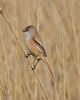 Bearded Tit at Bowers Marsh (RSPB) (Graham Oakes) (56702 bytes)