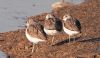 Greenshank at Wat Tyler Country Park (Vince Kinsler) (85802 bytes)